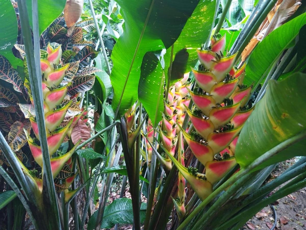 Ecocabanas Diosa Jaguar Tayrona La Esmeralda  Екстериор снимка